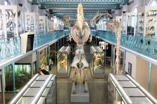 Musée d'Histoire Naturelle de Lille 2