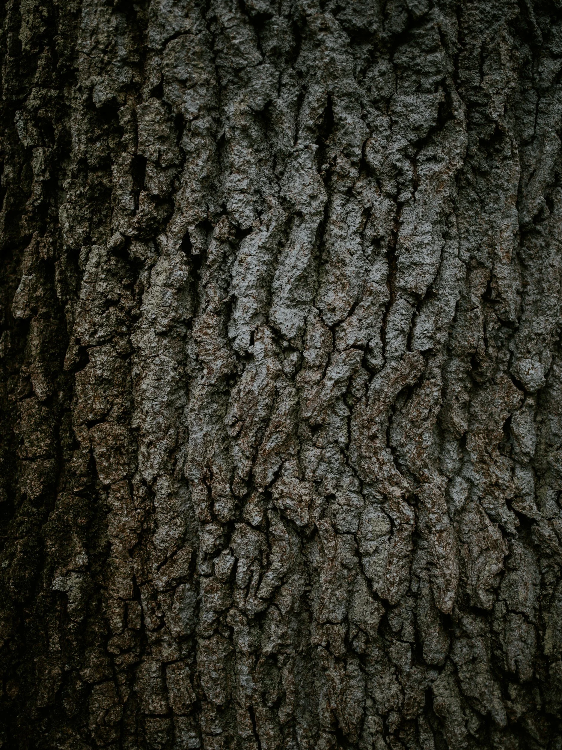Photo of ArborCare Tree Specialists
