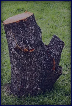 Stump Grinding