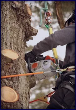 Trimming and Pruining