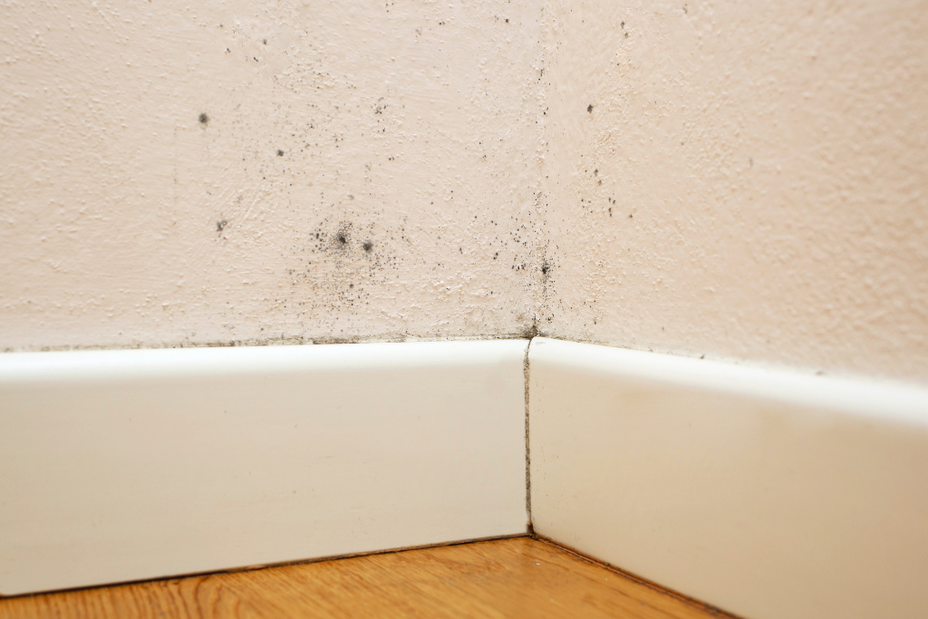 Mold in house