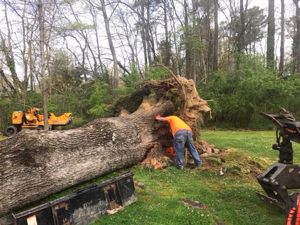 Photo of Complete Tree Service, LLC