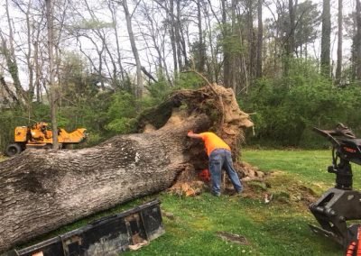 Complete Tree Service, LLC tree service work
