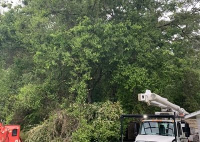 Complete Tree Service, LLC tree service work