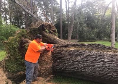 Complete Tree Service, LLC tree service work