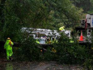 Salas Tree Service tree service work