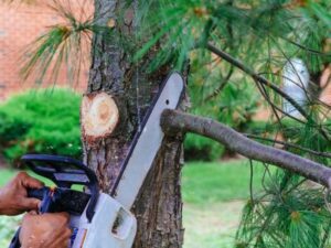 Is cutting trees using a chainsaw cutting trees with saw