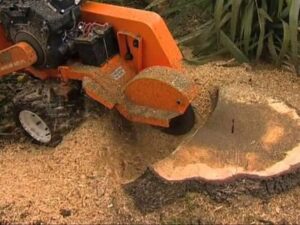 Stump Grinding