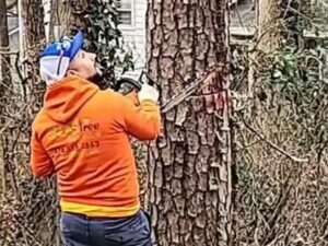 Photo of Salas Tree Service