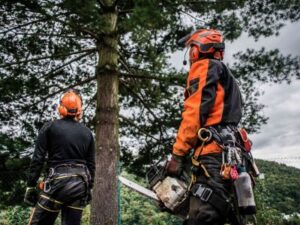 Salas Tree Service tree service work