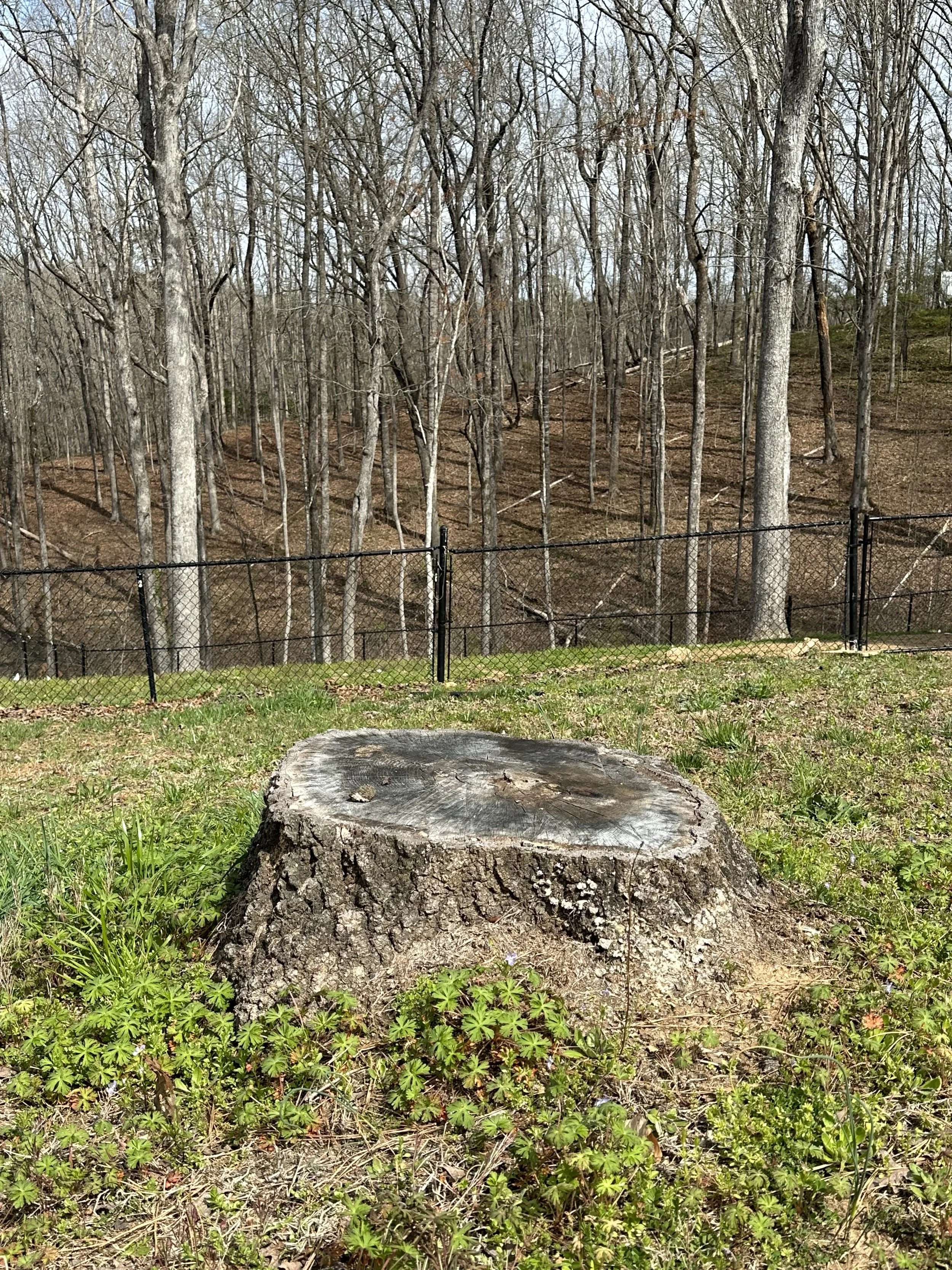 North Georgia Stump Removal LLC tree service work
