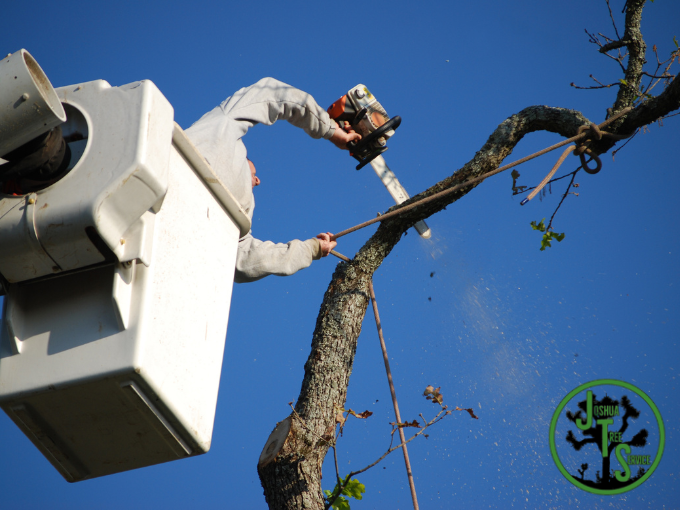 Tree Trimming Marietta GA