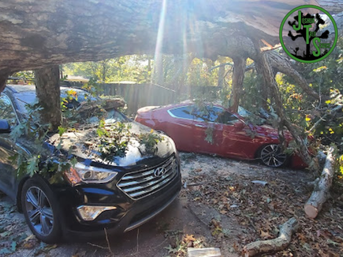 Tree Service In Marietta GA