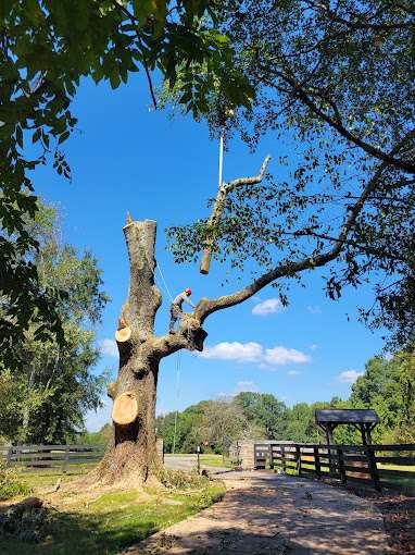 Common Signs You Need Tree Removal in Marietta GA