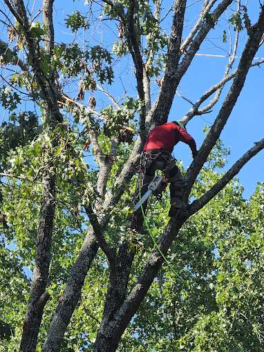 How Regular Tree Trimming Can Help Prevent Storm Damage in Marietta GA