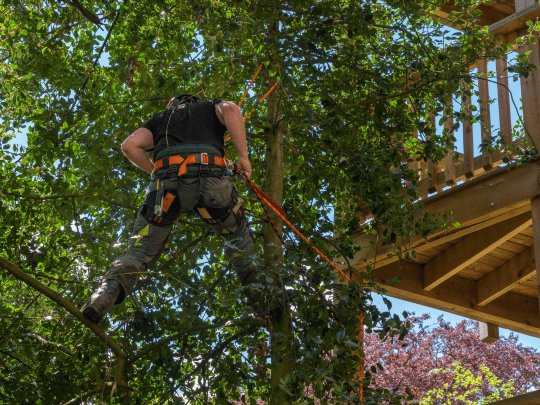 TREE TRIMMING