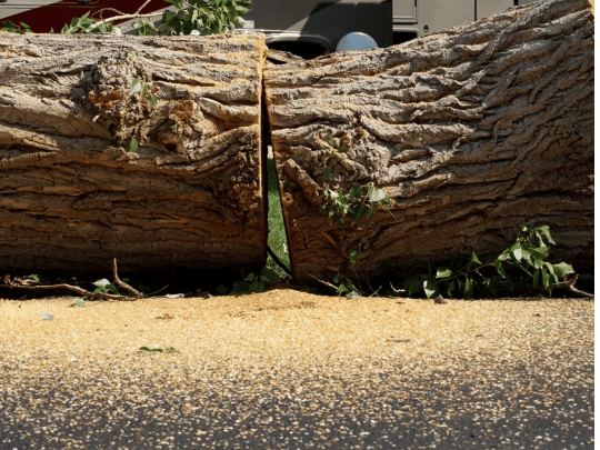 Tree Removal