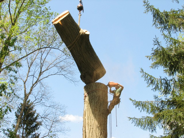 Big tree