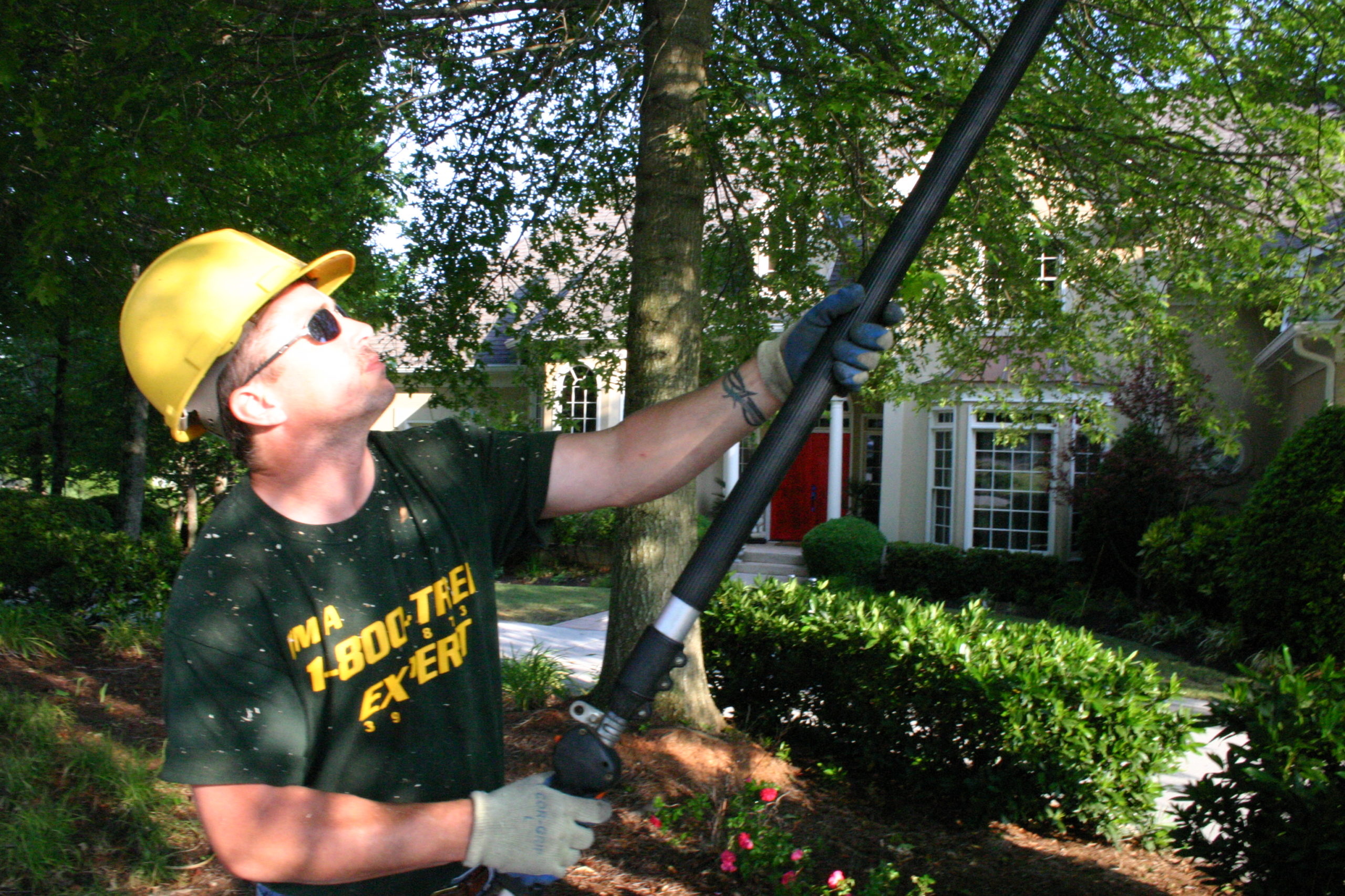 TreeXpertAtlanta tree service work