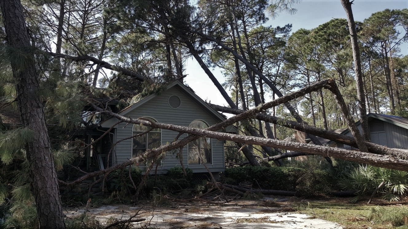 TreeXpertAtlanta tree service work