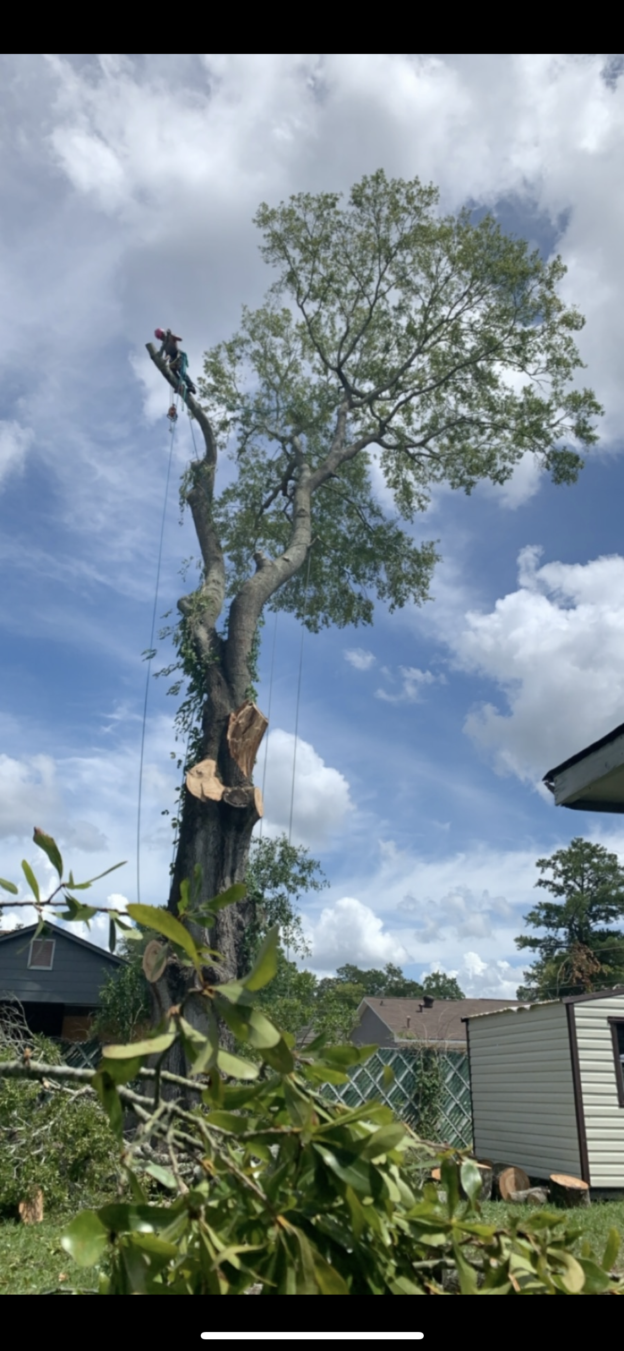 Photo of Summit Tree Care, LLC