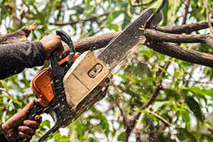 Tree trimming and pruning