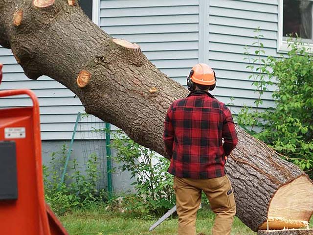 Tree worker near house cutting tree