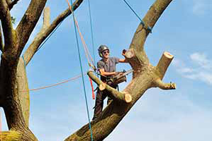 Tree removal services