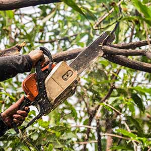 Tree trimming and pruning