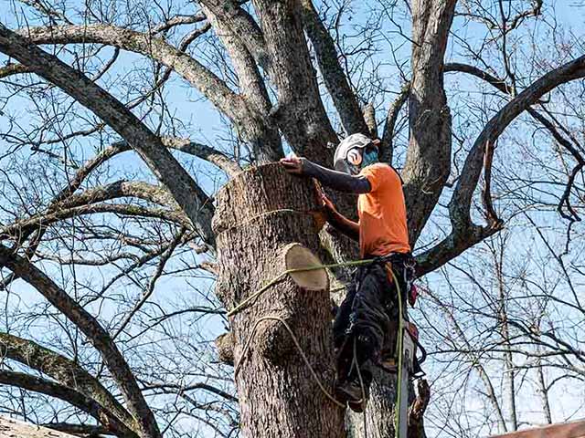 Photo of Leaf & Limb Tree Services
