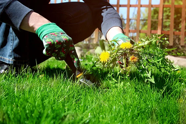 Weed Control