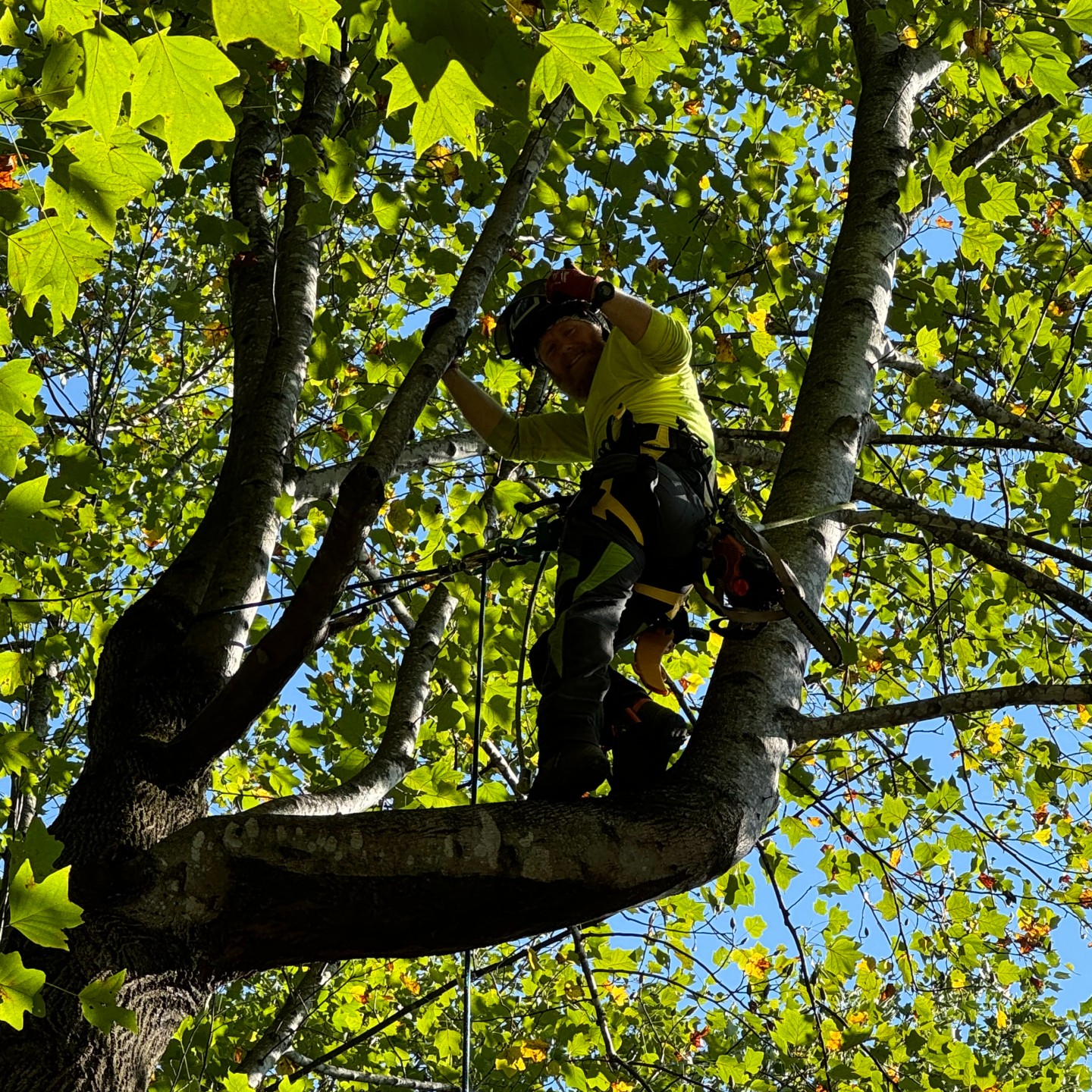 Tree removal
