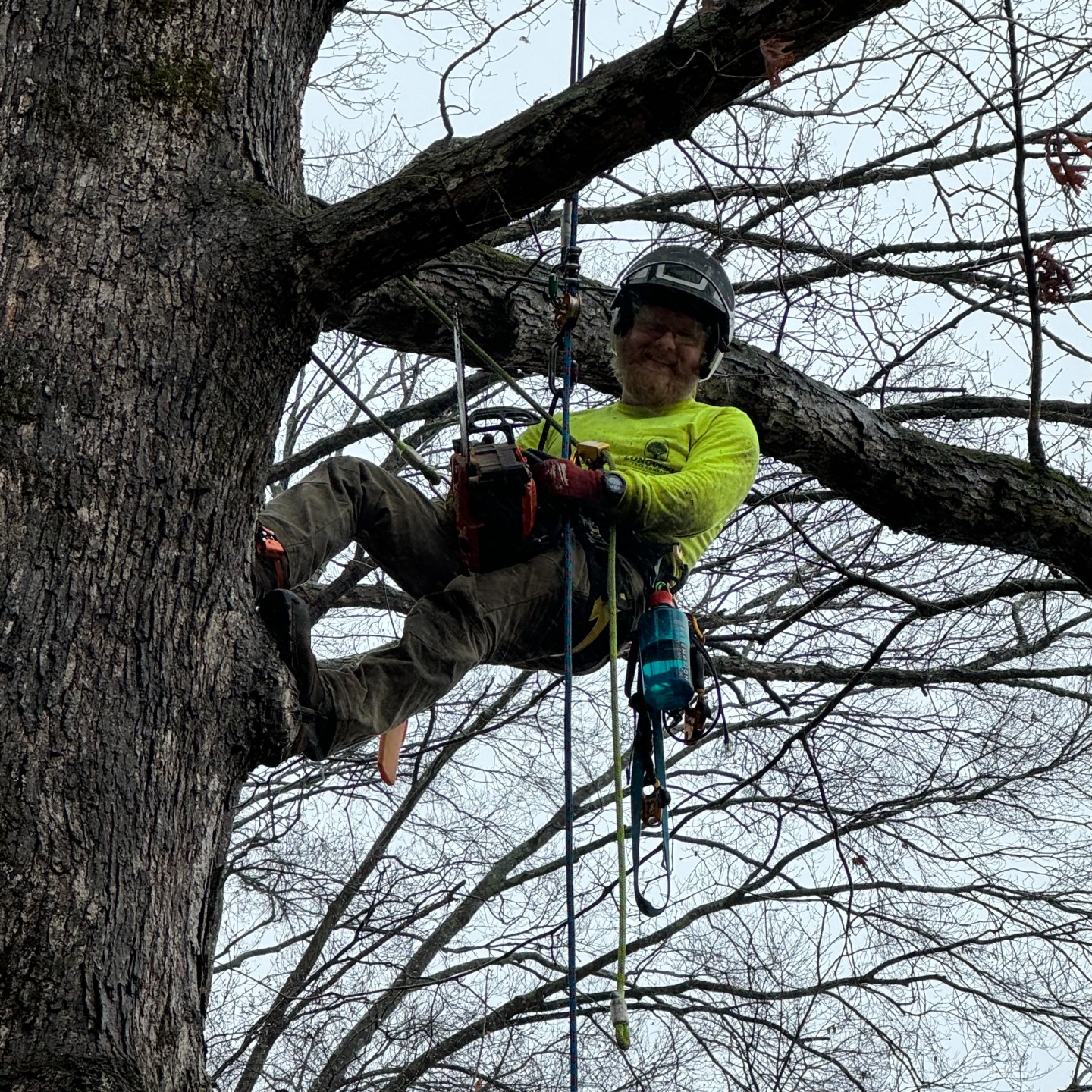 Tree removal