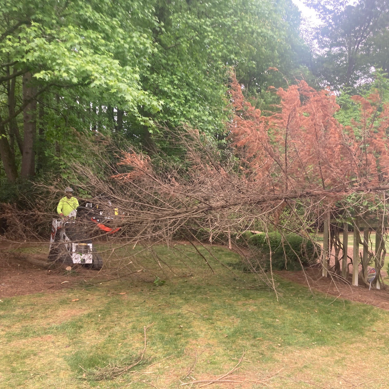 Tree removal