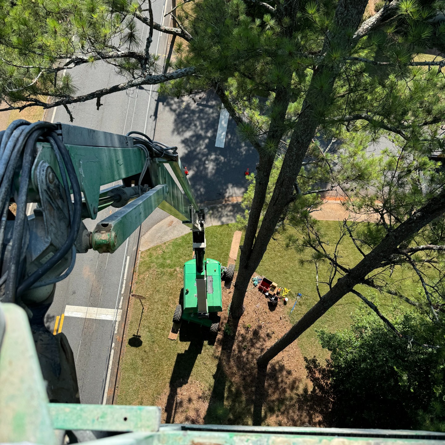 Tree removal