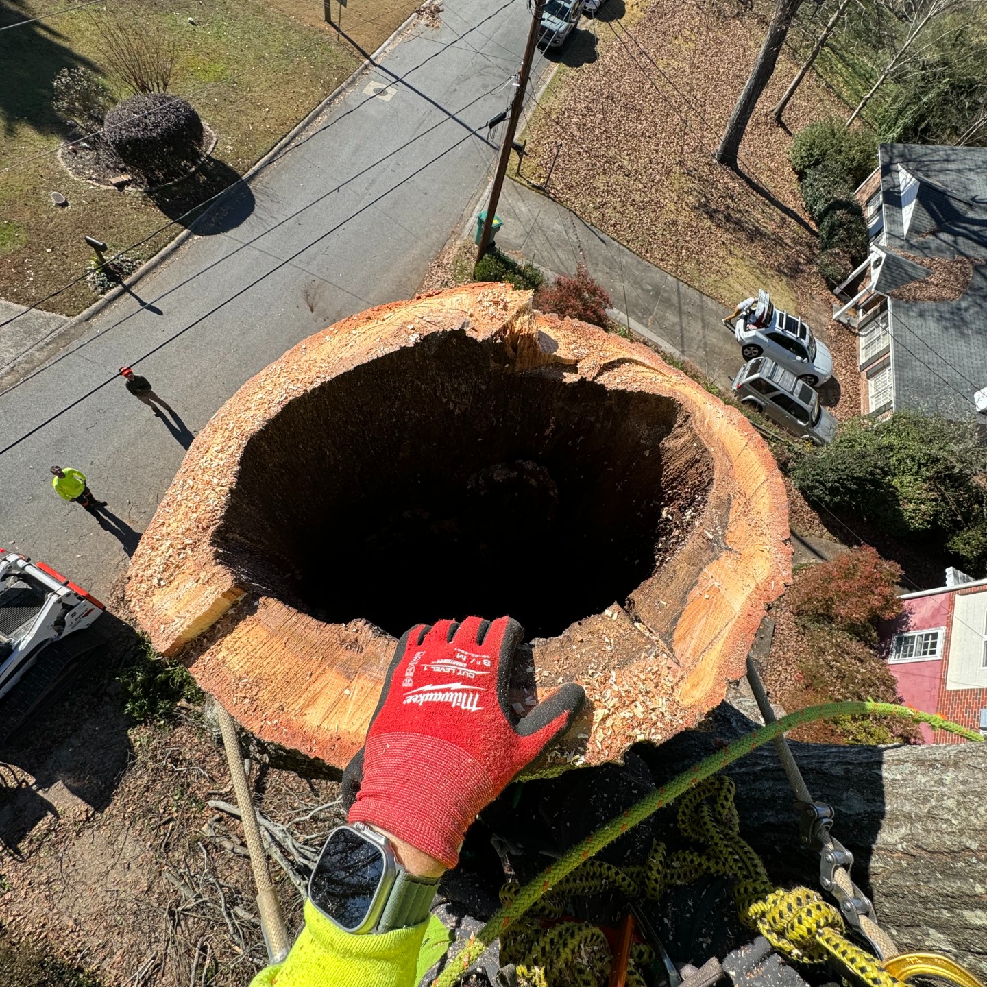 Tree removal