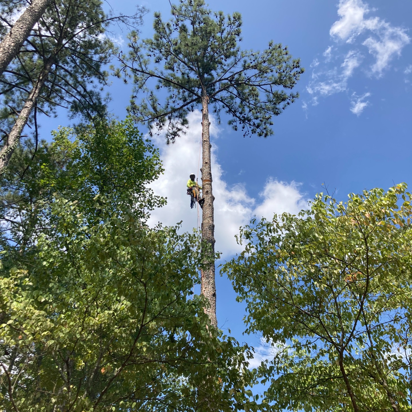 Tree removal