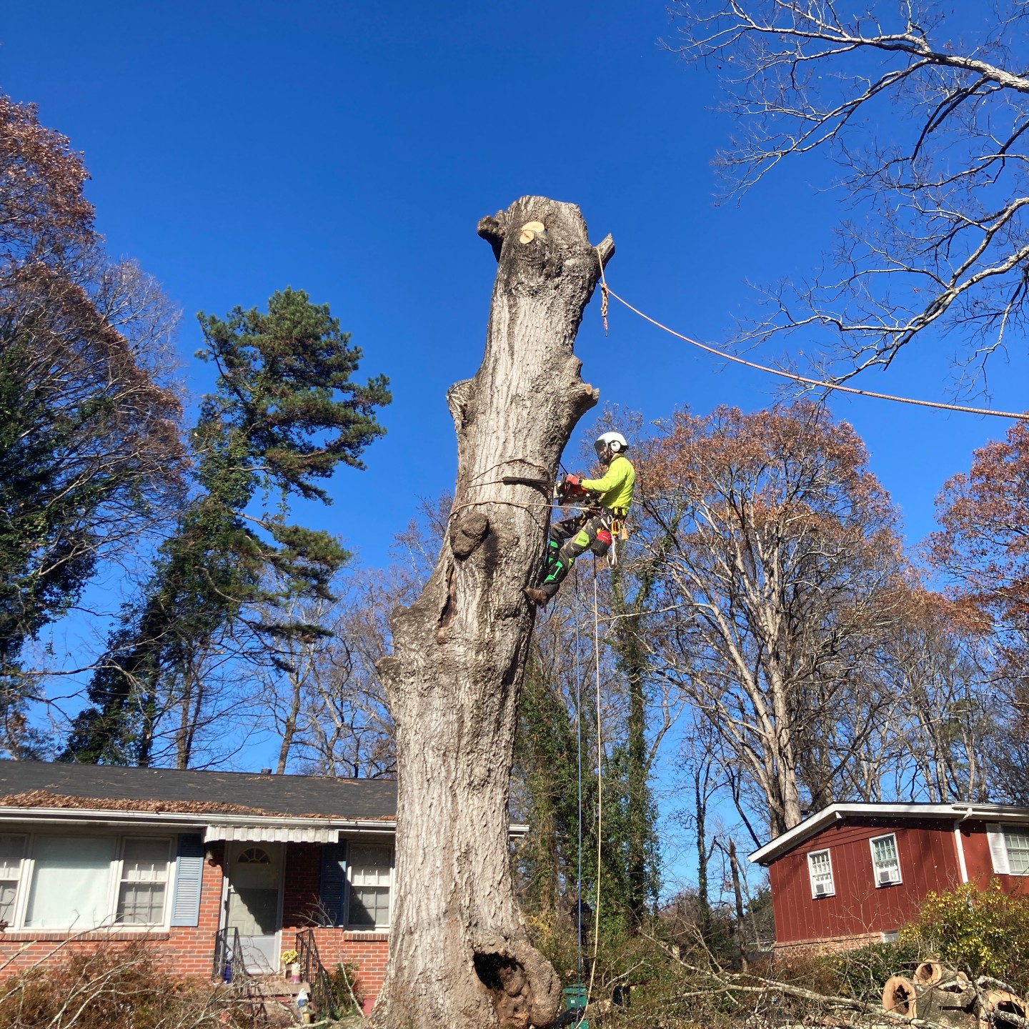 Tree removal