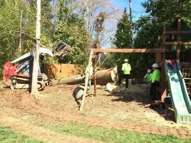 Tree removal aaa tree experts 1920w
