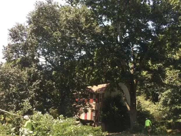 Tree removal aaa tree experts 1920w