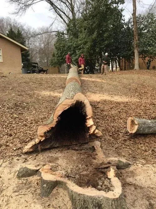 Tree removal aaa tree experts 1920w