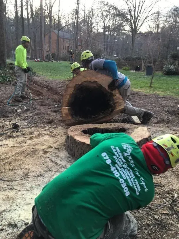 Tree removal aaa tree experts 1920w