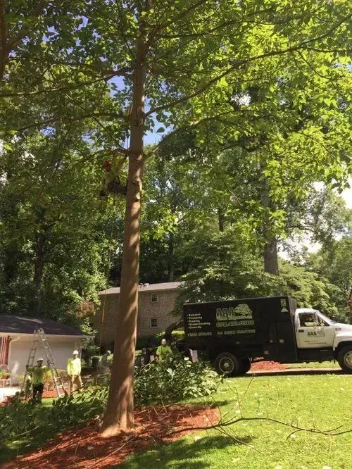Tree removal aaa tree experts 1920w