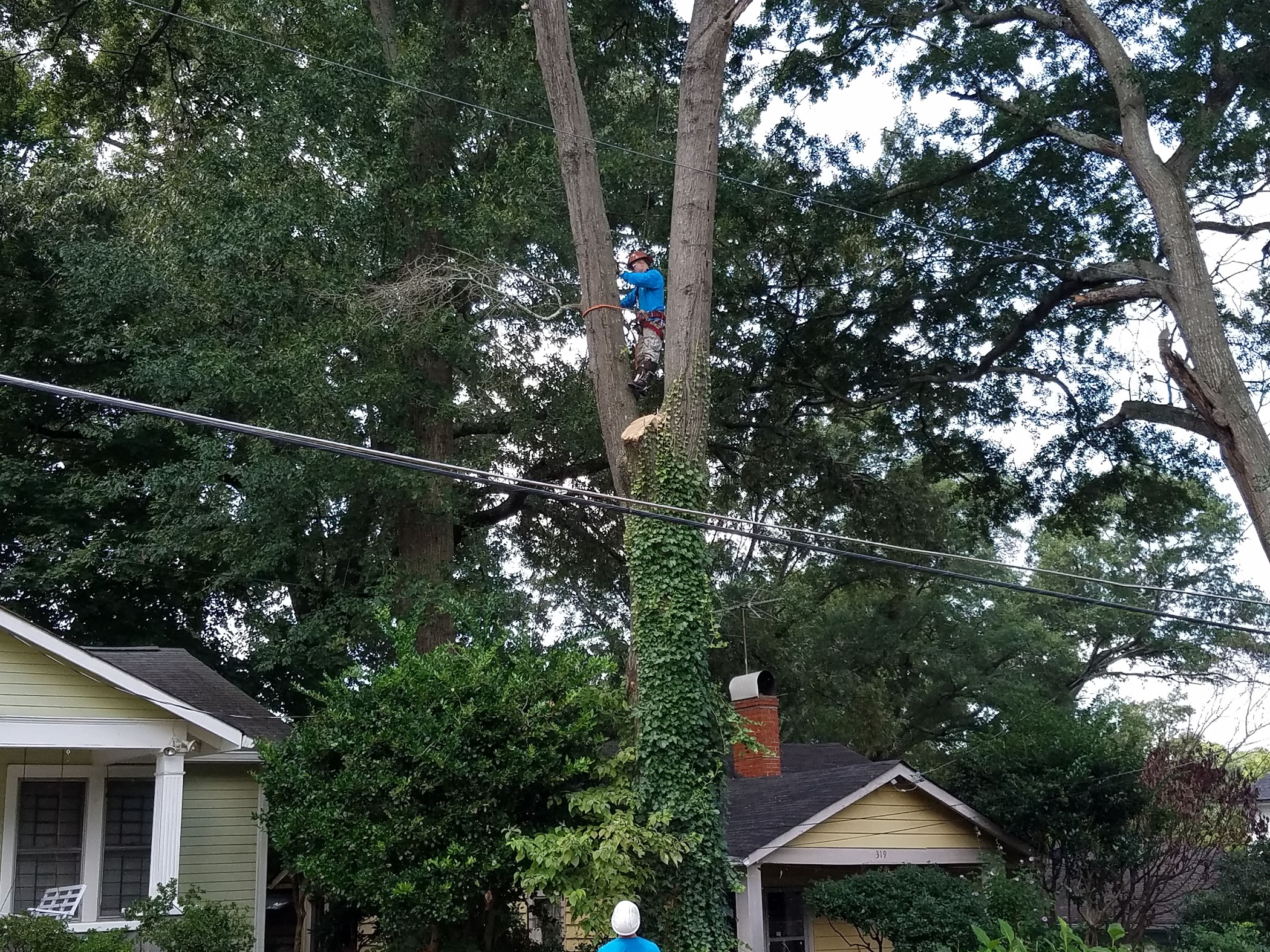 Photo of Southern Arbor Source