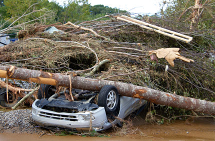 The Davey Tree Expert Company tree service work