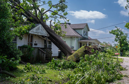 The Davey Tree Expert Company tree service work