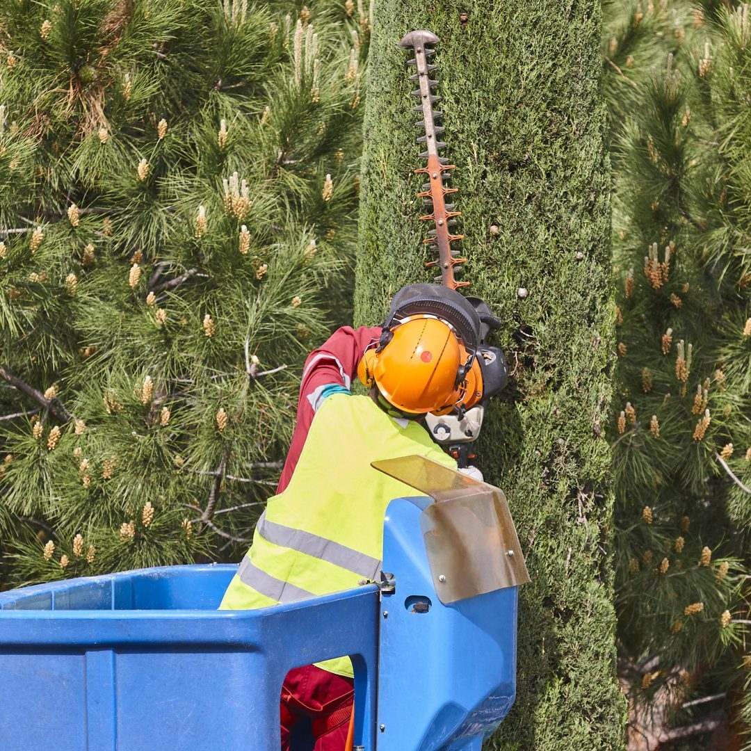 Tree care