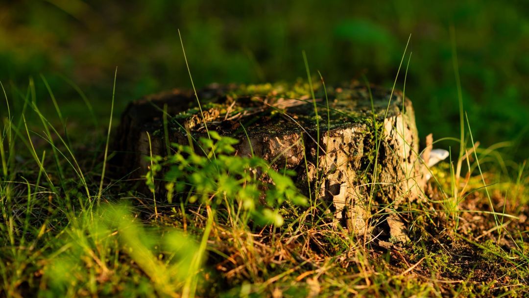 Tree stump in ground
