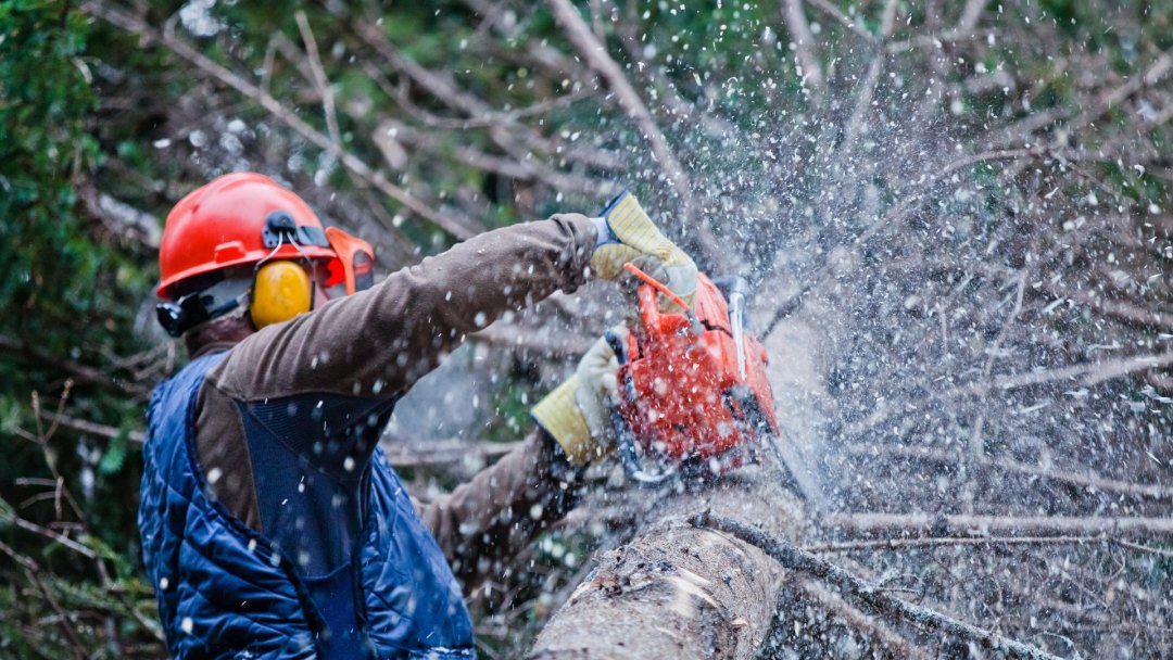 Tree removal with chainsaw