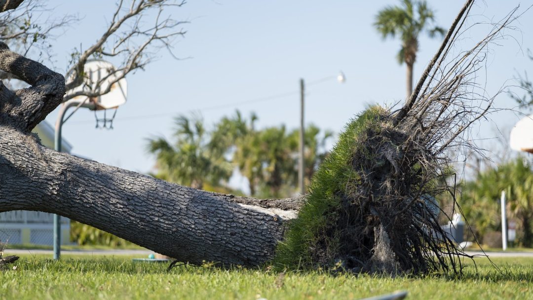 Fallen tree removal response
